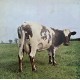 Pink Floyd: Atom Heart Mother – 1970 – DANMARK.                