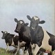 Pink Floyd: Atom Heart Mother – 1970 – DANMARK.                