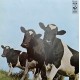 Pink Floyd: Atom Heart Mother – 1970 – ITALY.          